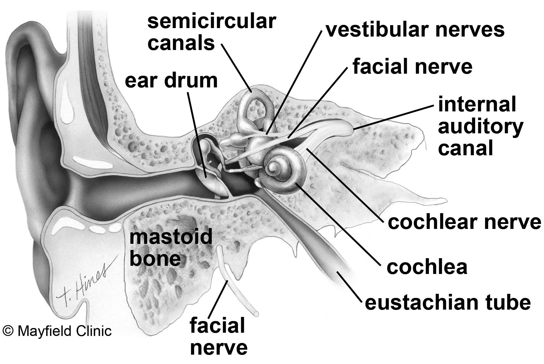 internal auditory canal segments